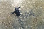 Green Sea Turtle Hatchling