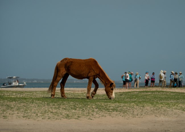 a horse grazes on grass with people and a boat in the background.