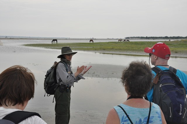 Park biologist, Dr Sue Stuska, explains wild horse behavior to the group on a Horse Sense and Survival tour on Shackleford Banks