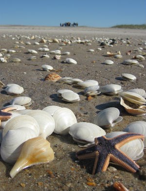 Seashells and starfish on the beach.