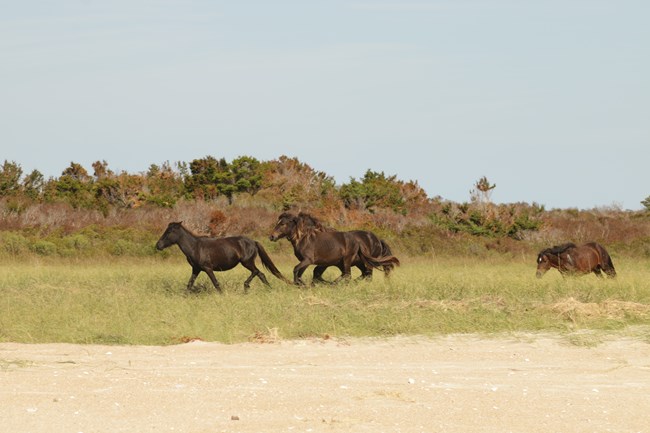 One horse chases three horses through the grass on Shackleford Banks. Sand is in the foreground and a blue sky is in the background