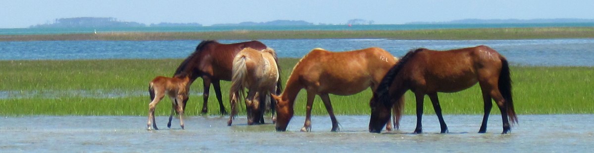 The Shackleford horses graze in the marsh.