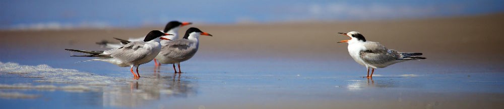A group of terns in the surf.