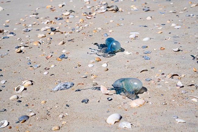 Two Portuguese Man o War on sandy beach.