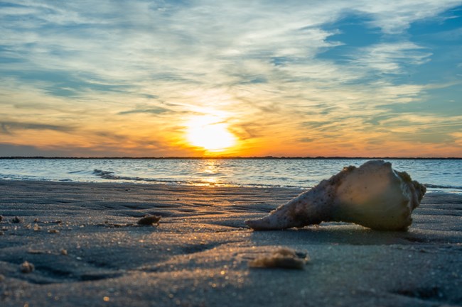 A shell sits in the sand, with water in the background. The sun is setting filling the sky with blue nad orange hues.