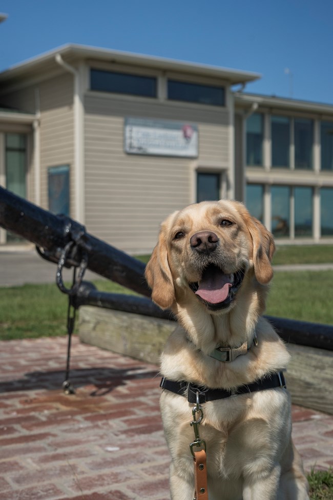 A golden lab sits in front of an achor with its tonge out. A building in the background.