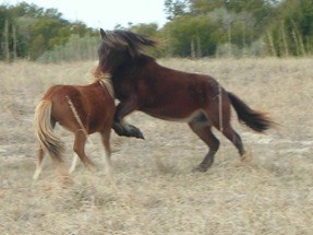 Horses fighting