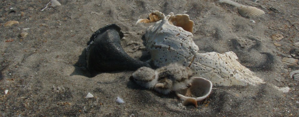 Plover chick with whelk shells. Plover chick with whelk shells.