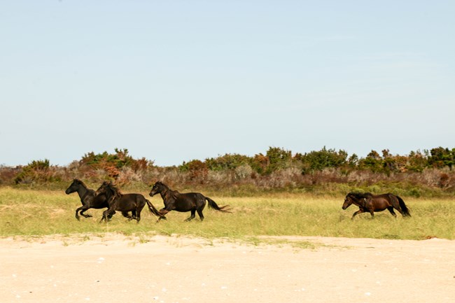 three horses running on shackleford