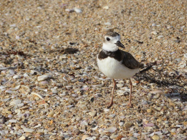Wilsons Plover