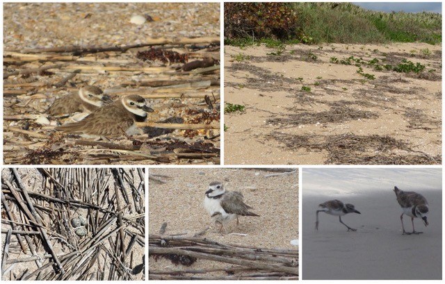 Wilsons Plover Collage