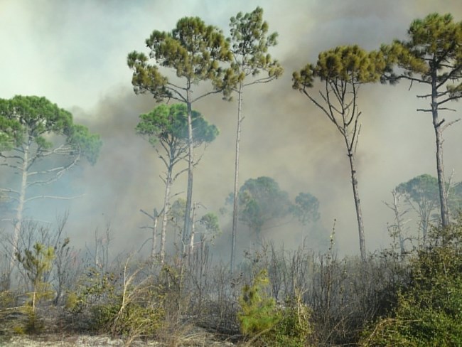 Smoke after a prescribed fire.