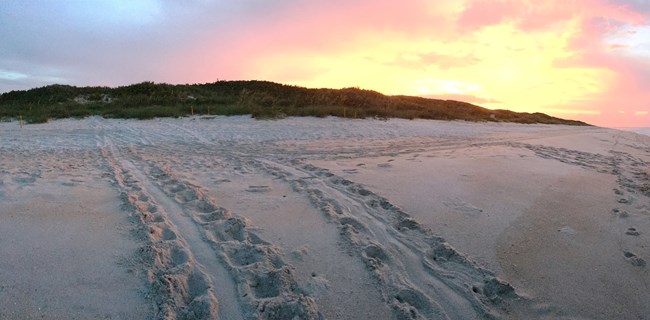 Turtle Tracks