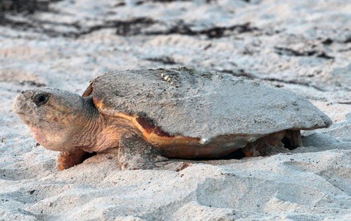 Loggerhead Turtle laying in the sand