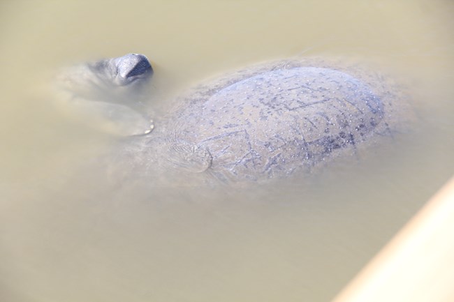 Baby Manatee Eddy Creek