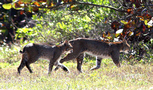 Two Bobcats