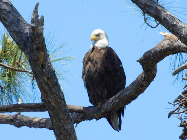 Bald Eagle