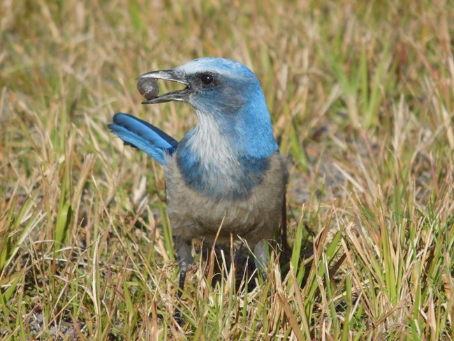 Florida Scrub Jay