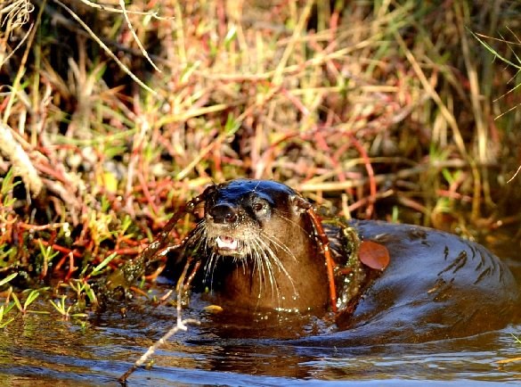 Otter