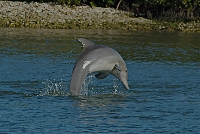 Dolphin