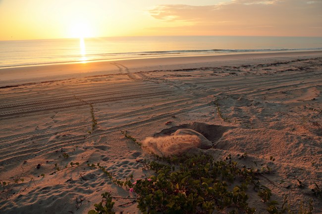 Greenmorn1_1.jpg Sea turtle nesting as the sun is rising.