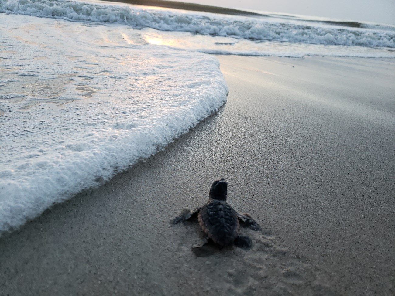 Sea Turtle Hatchling