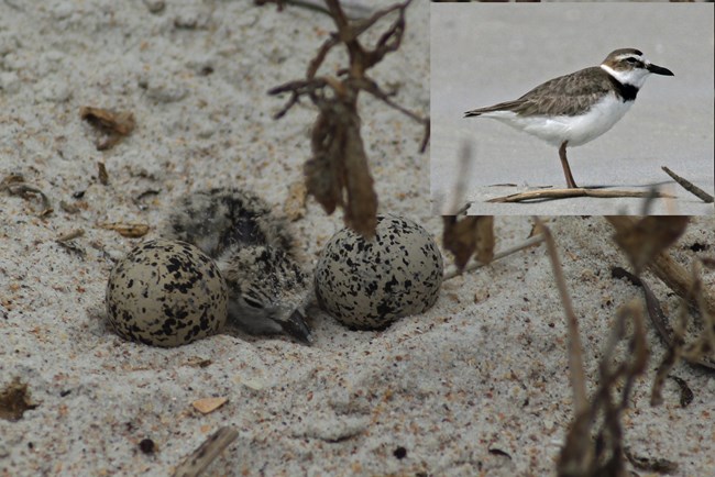 Wilson's Plover