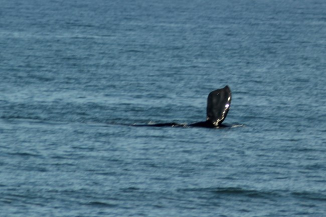 Right Whale