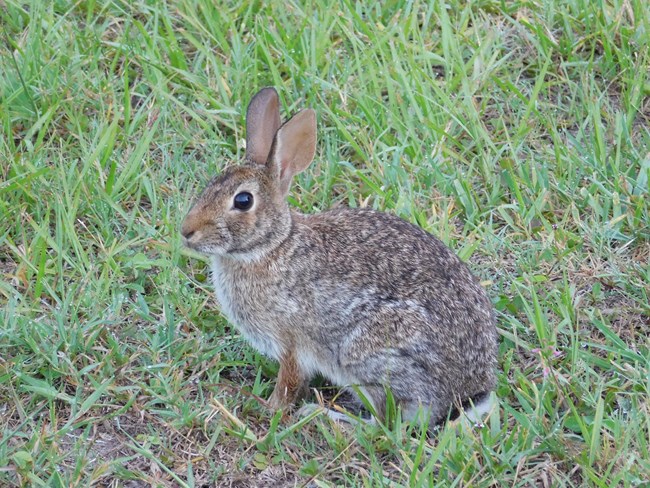 Rabbit