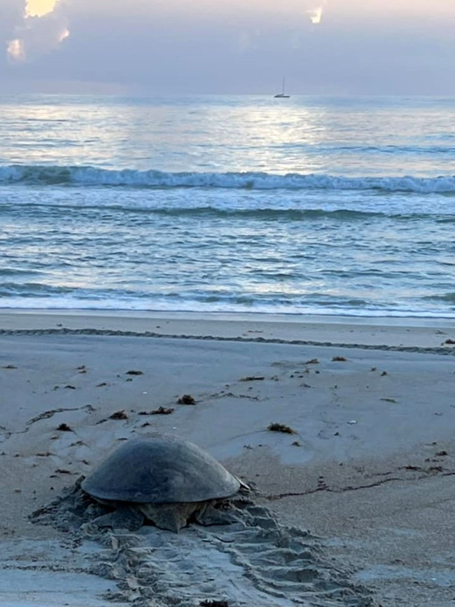 Second Chance, a green sea turtle, was rescued by volunteers after the dune collapsed on her.