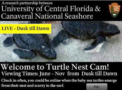 turtle nest cam turtle nest cam