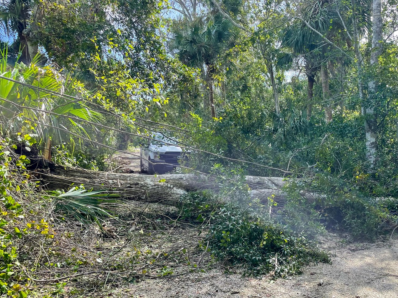 Downed trees covering Eldora Road in Apollo District Trees line a sandy path. There is a downed tree laying across the path. There is a white NPS vehicle behind the downed tree.