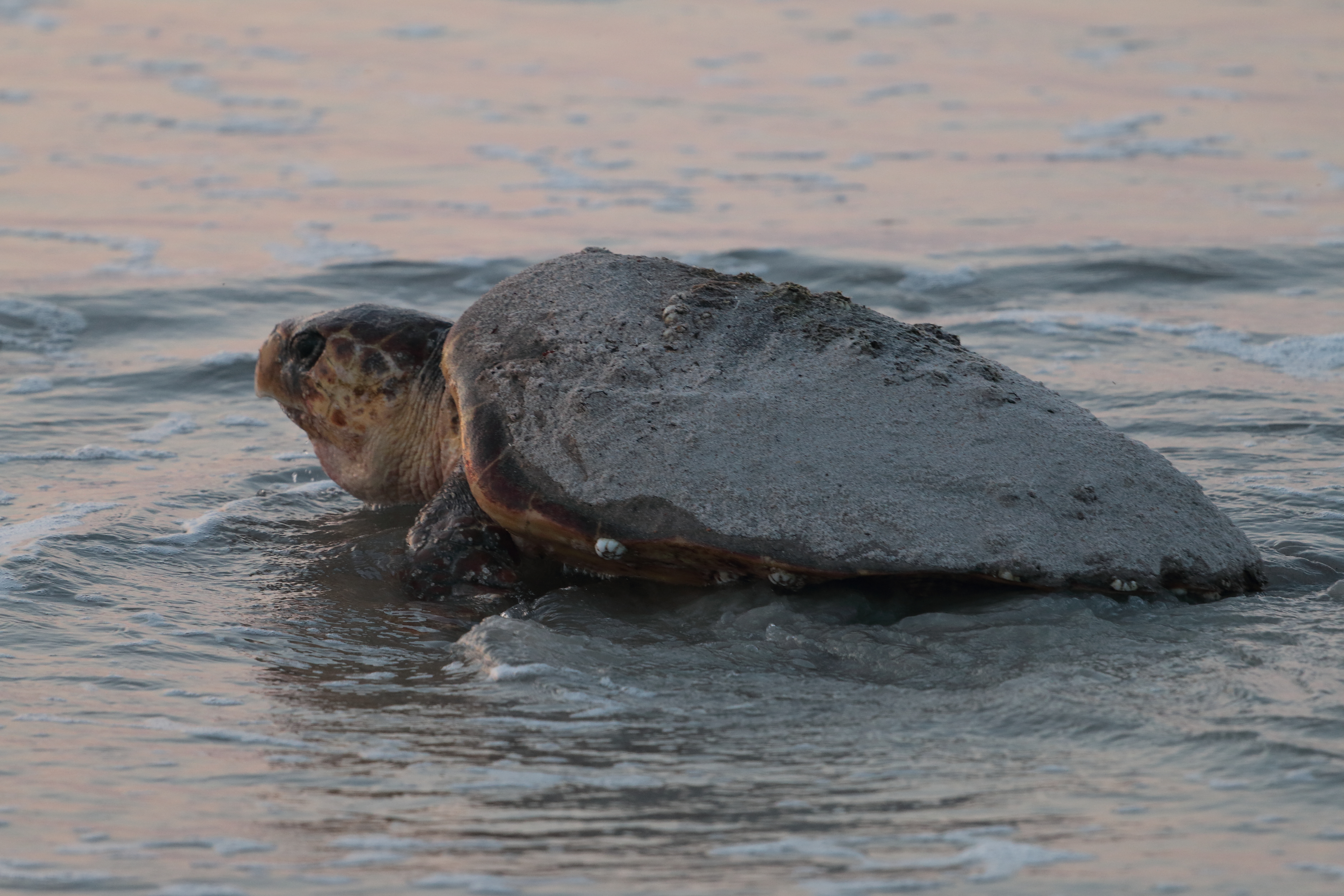 A loggerhead sea turtle on the beach.