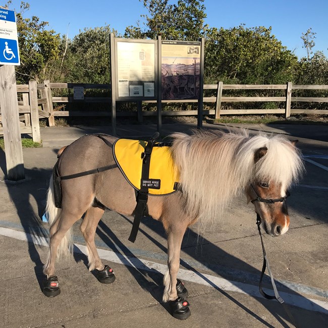 This is a service pony that took a tour of Seminole Rest.