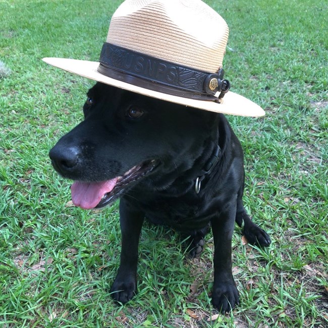 Black Lab Trixie Bark Visitor