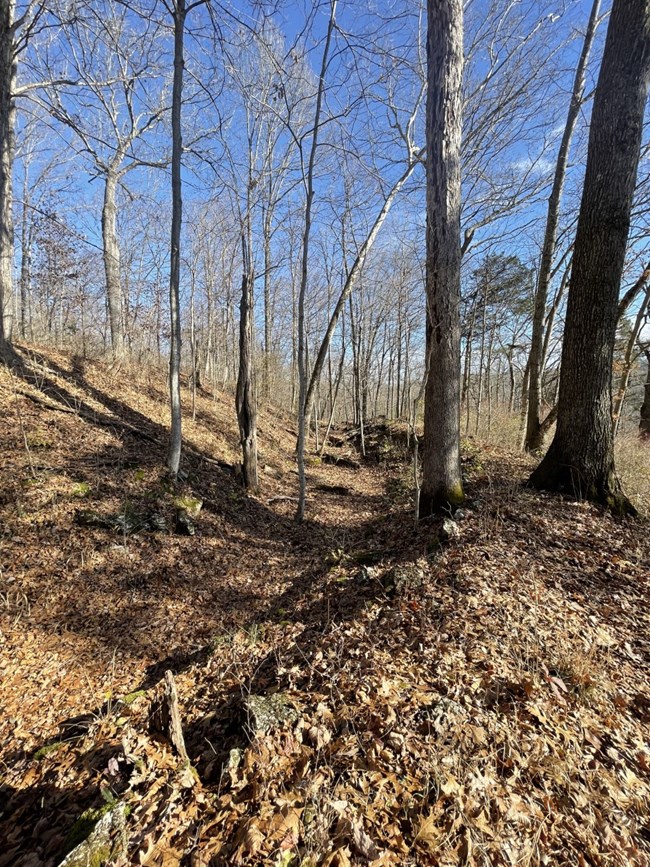 A large mount of dirt covered with leaves and leafless trees.