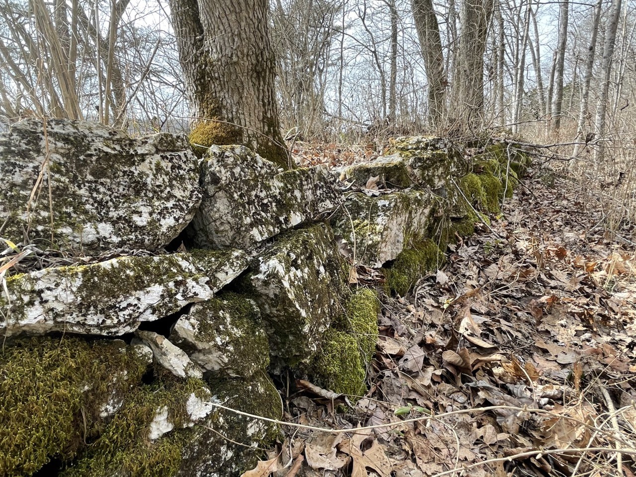 Stone wall covered with green algae surrounded by fallen leaves and trees.