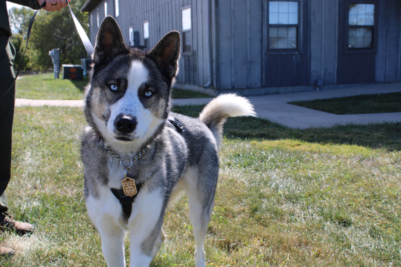 Husky on leash