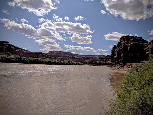 Colorado River A river brown with sediment flows under cliffs with thick vegetation bordering it.