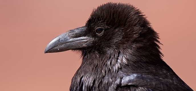 A close up of a common raven A close up of a common raven