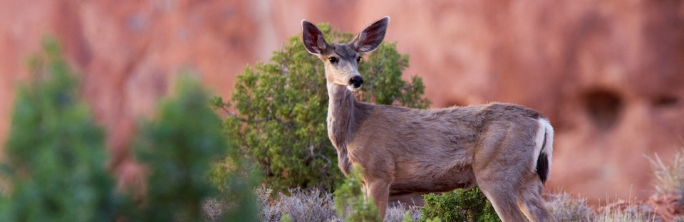 a brown deer a brown deer