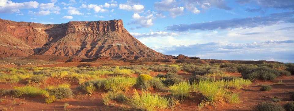 sparse green plants grow in front of a tall mesa in the distance