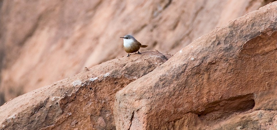a small brownish bird stands on a rock