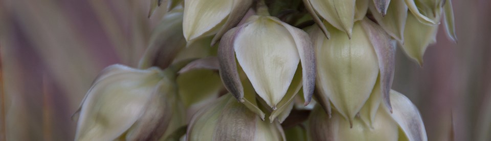 cream and pinkish colored flowers of a yucca