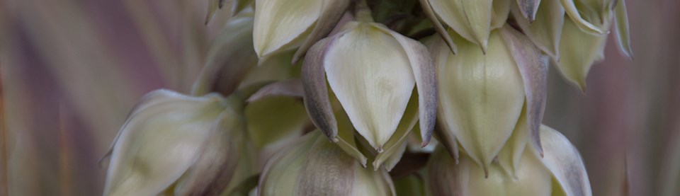 cream and pinkish colored flowers of a yucca cream and pinkish colored flowers of a yucca
