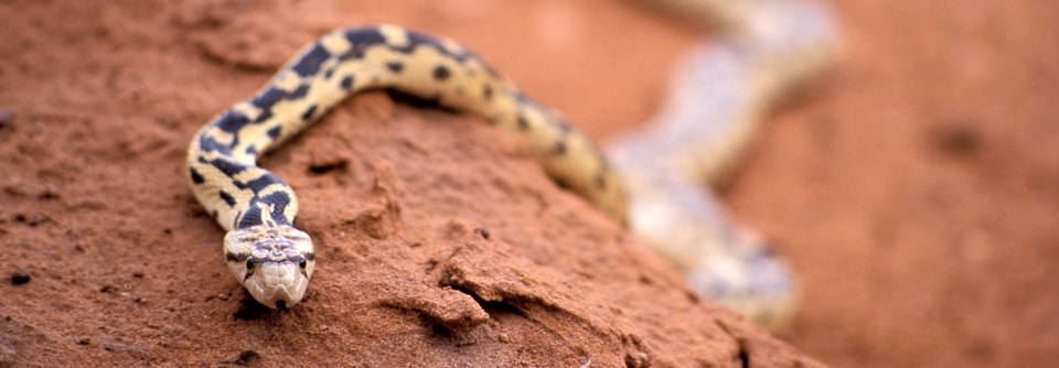 a yellow and black snake