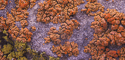 photo: Closeup of lichens on sandstone photo: Closeup of lichens on sandstone