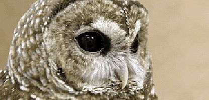 Mexican Spotted Owl Mexican Spotted Owl