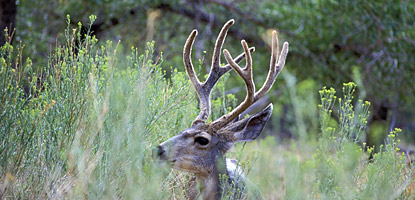 Mule Deer Mule Deer