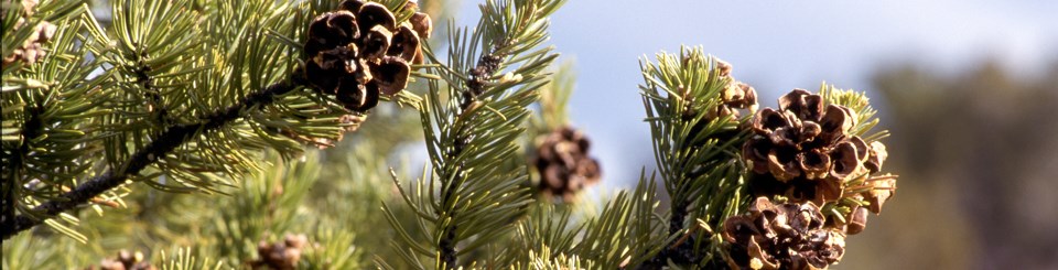 pine needles and cones